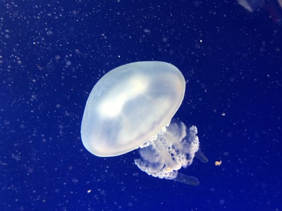 Blue white jellyfish floating on the surface of the ocean
